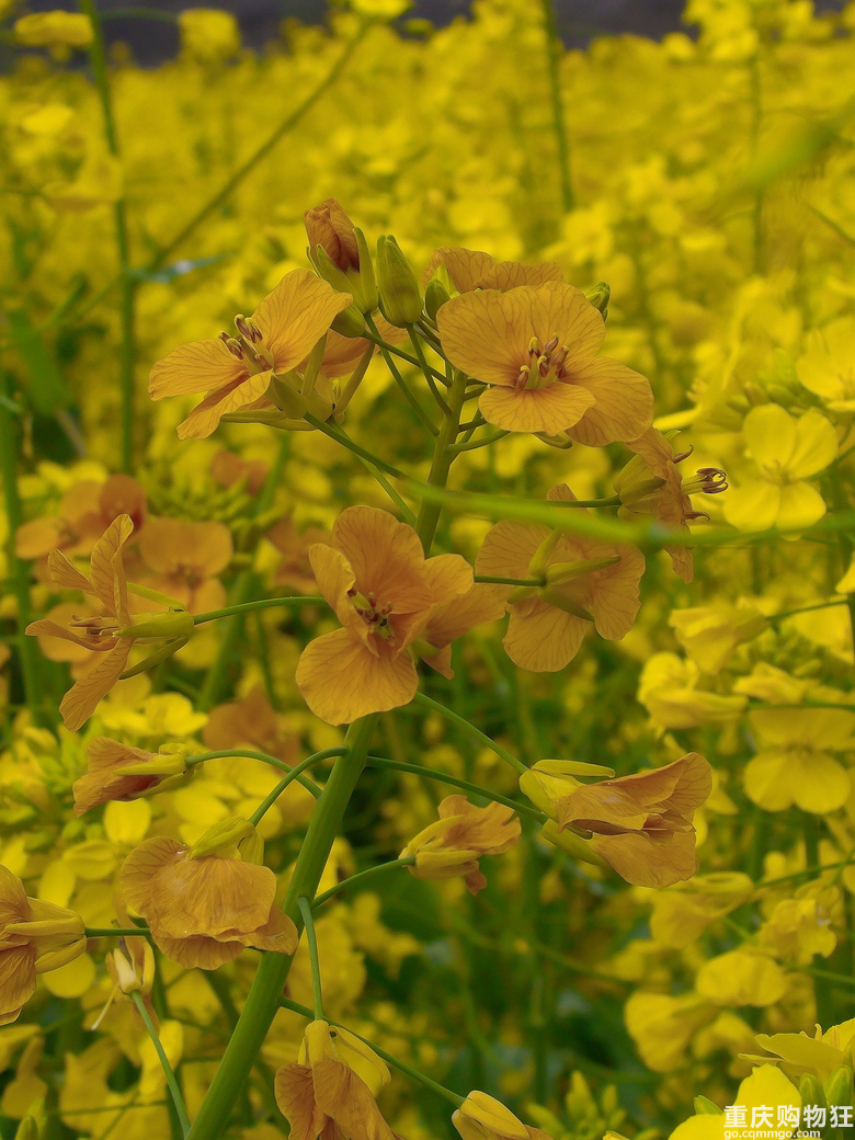 油菜花