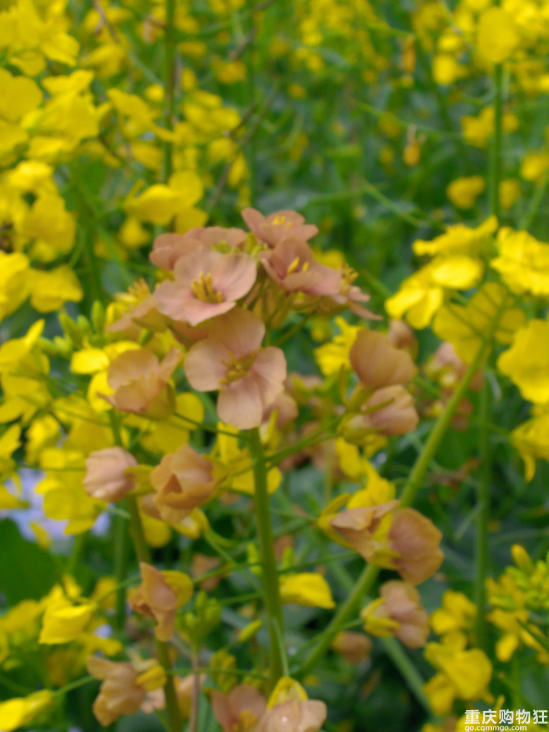 油菜花