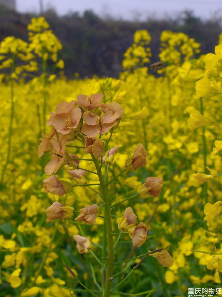 油菜花