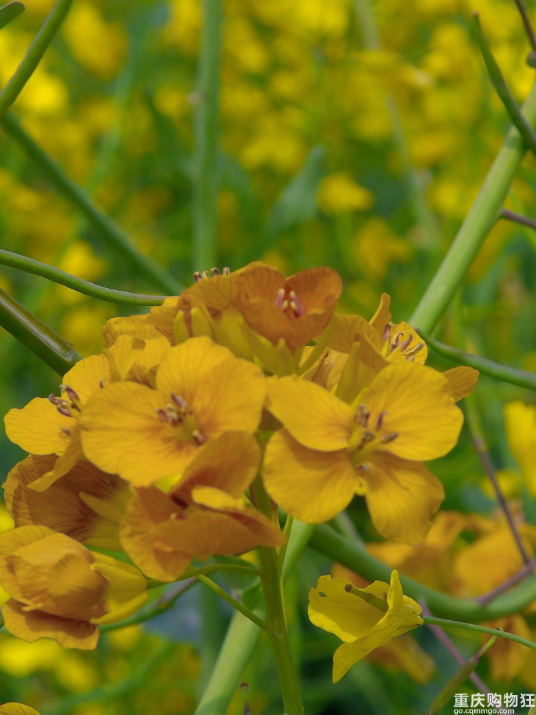 油菜花