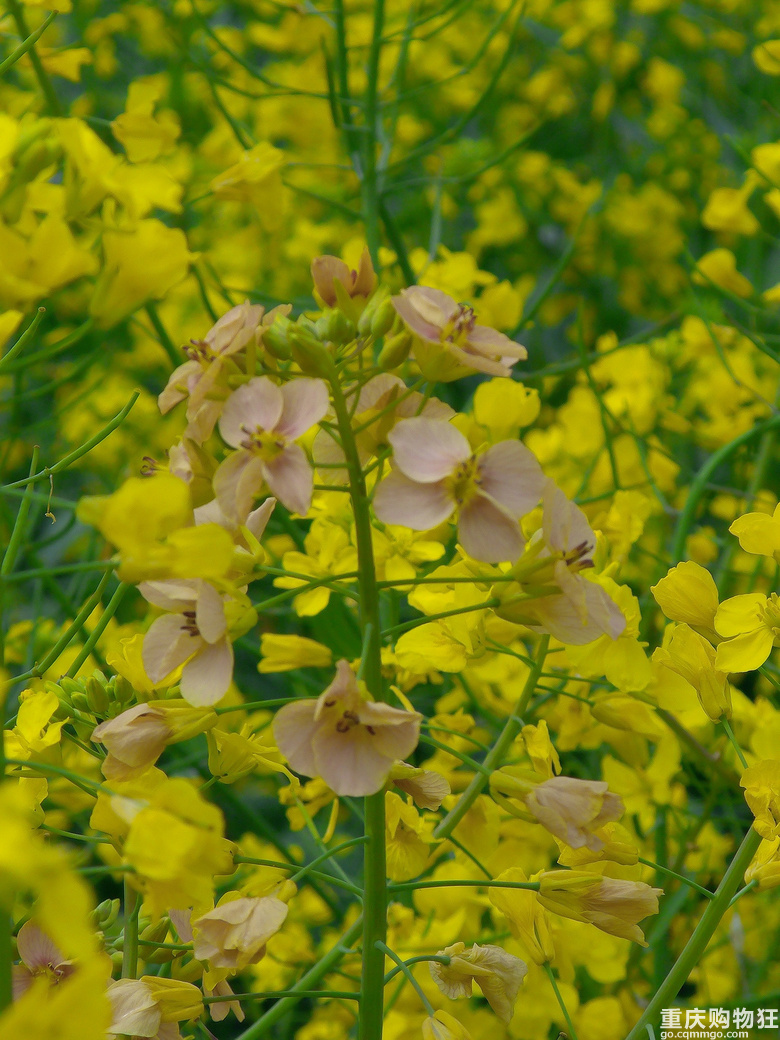 油菜花