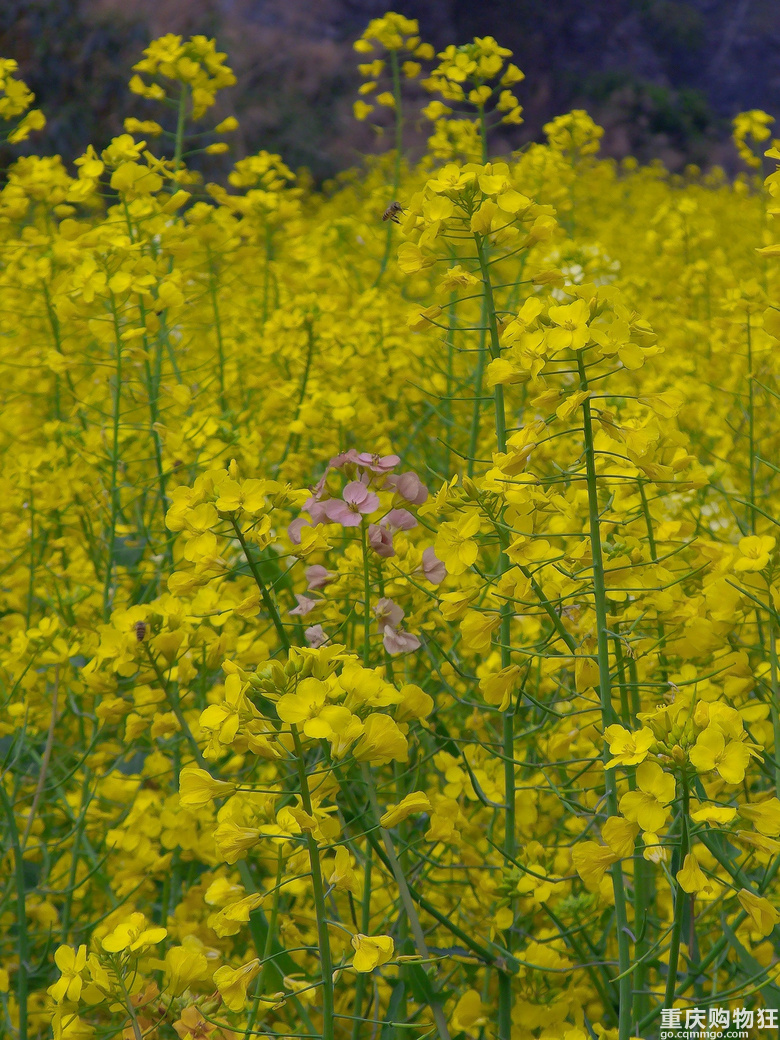 油菜花