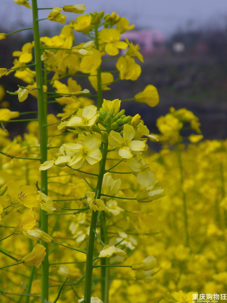 油菜花