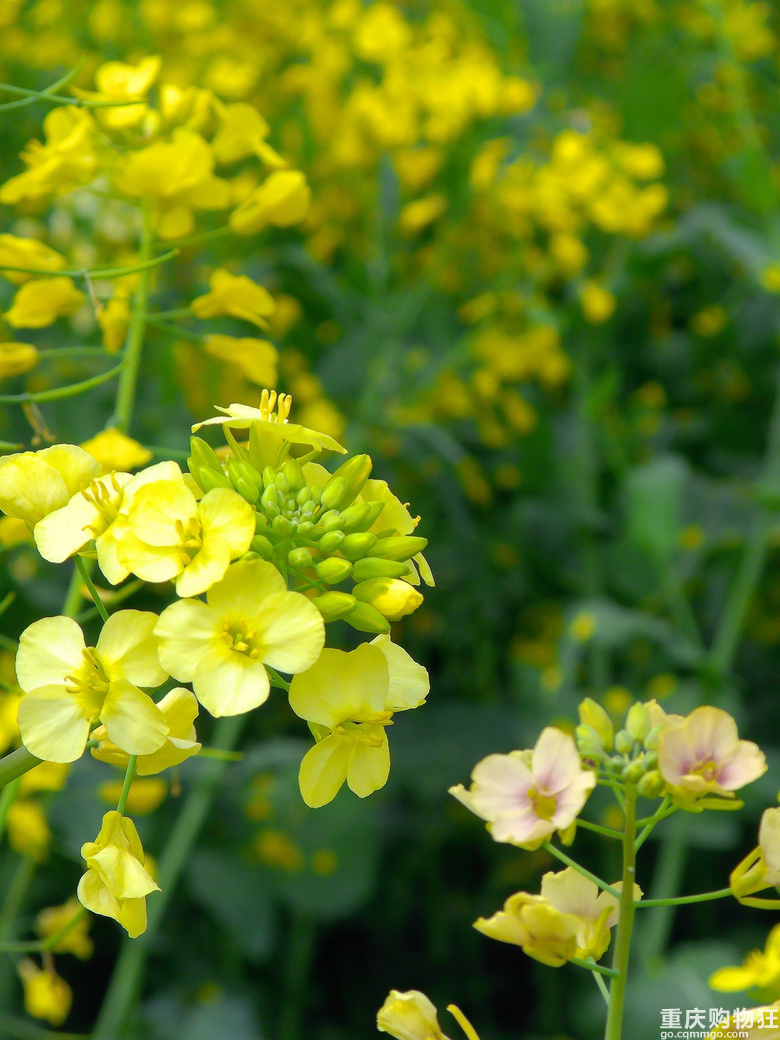 油菜花