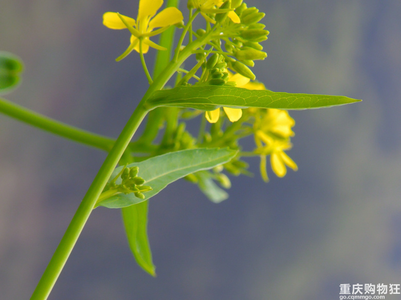 油菜花