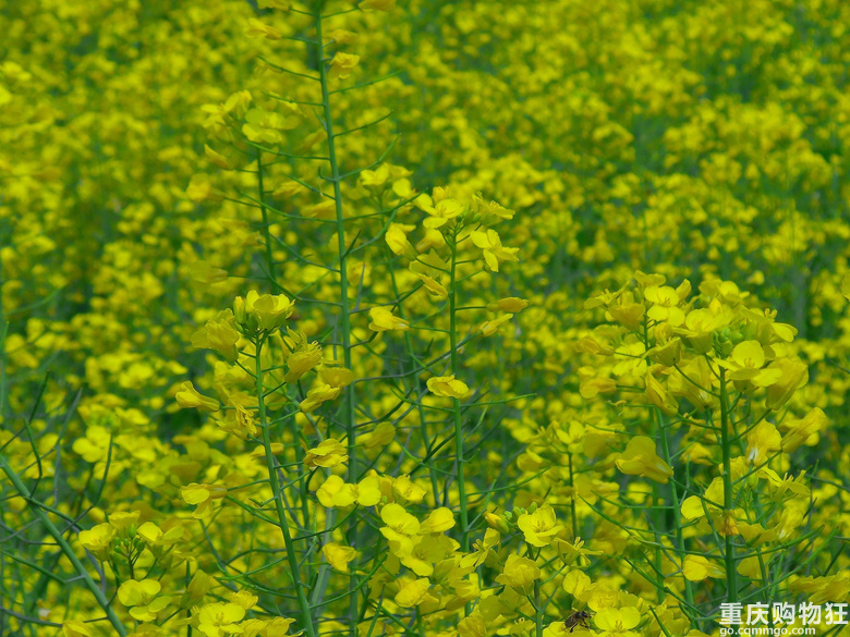 油菜花