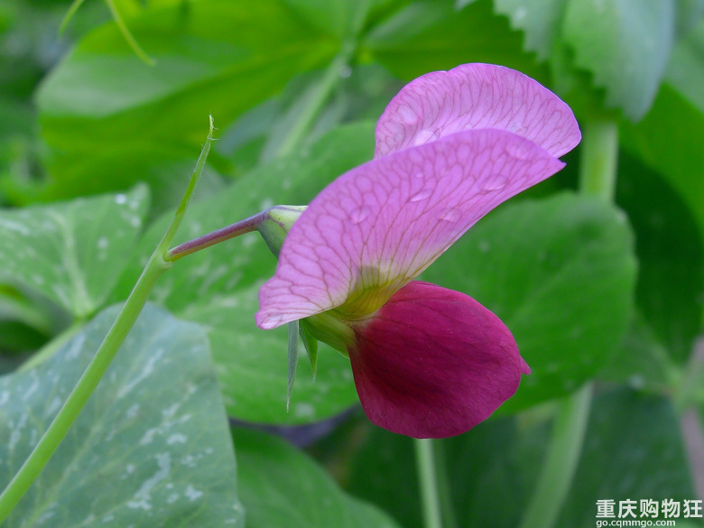 豌豆花