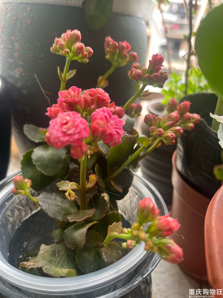周末养养花撸撸猫