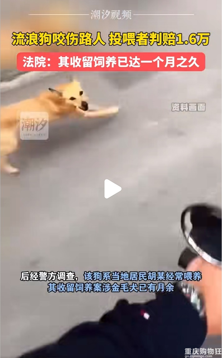 养了就不是流浪狗啦，应该全责才对