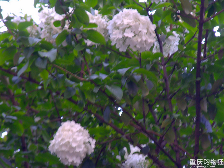 绣球