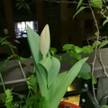 去年的花花今年的菜---2025秀阳台/晒花园大赛”