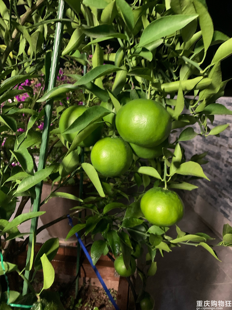 �����S��
