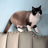 ��ż+��è���޳�����