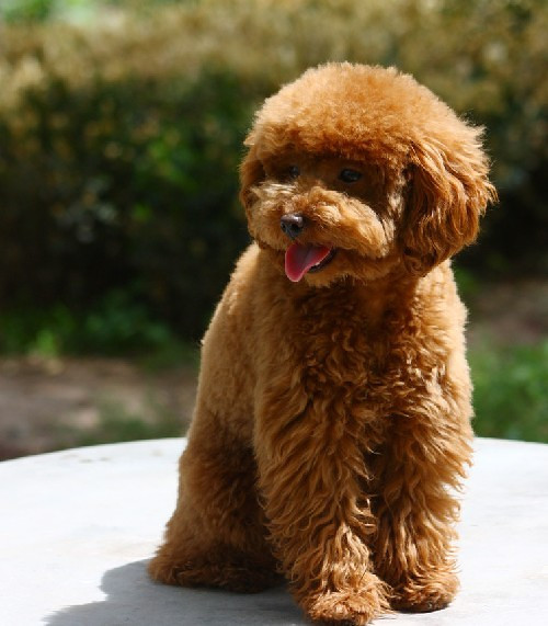 可爱的泰迪犬免费送人(仅限女性)