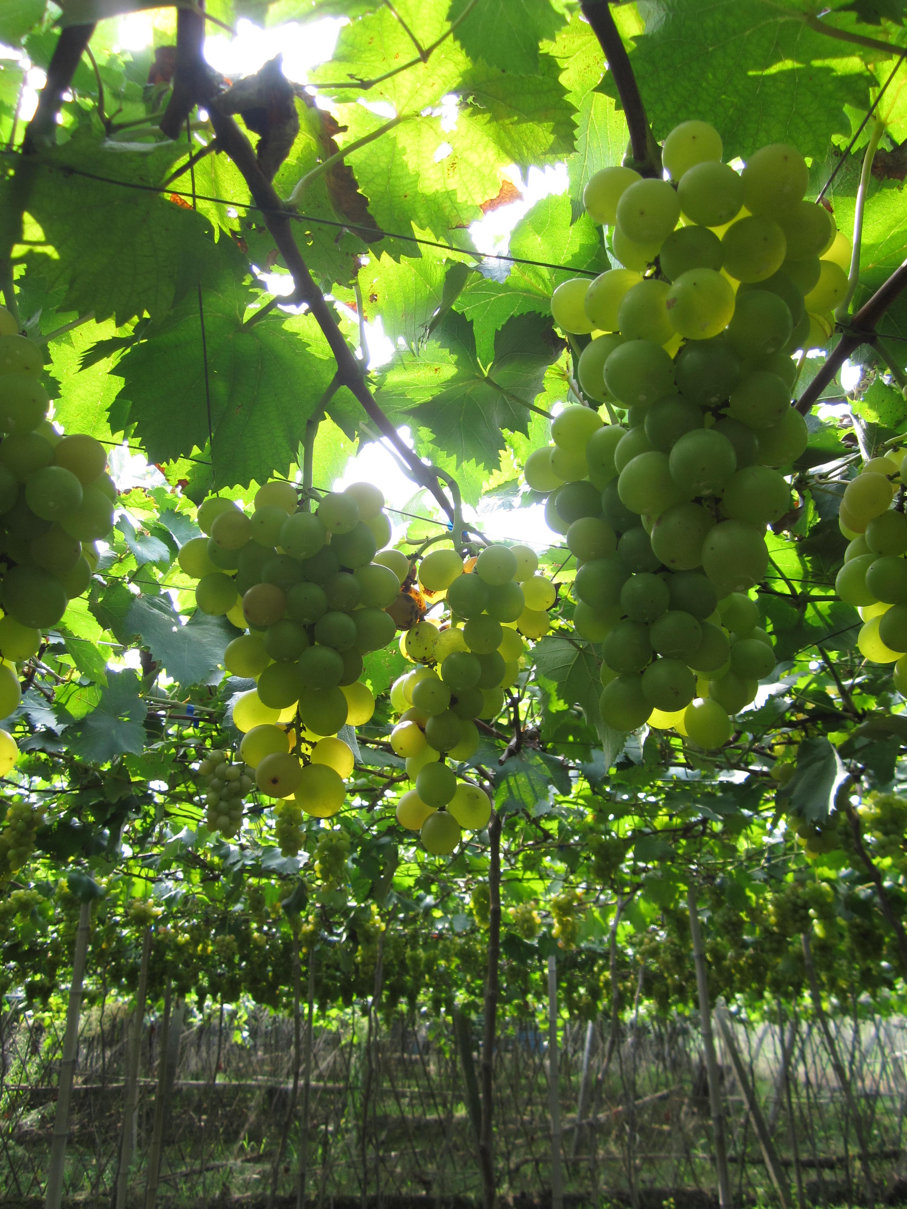 青青葡萄悠悠我心