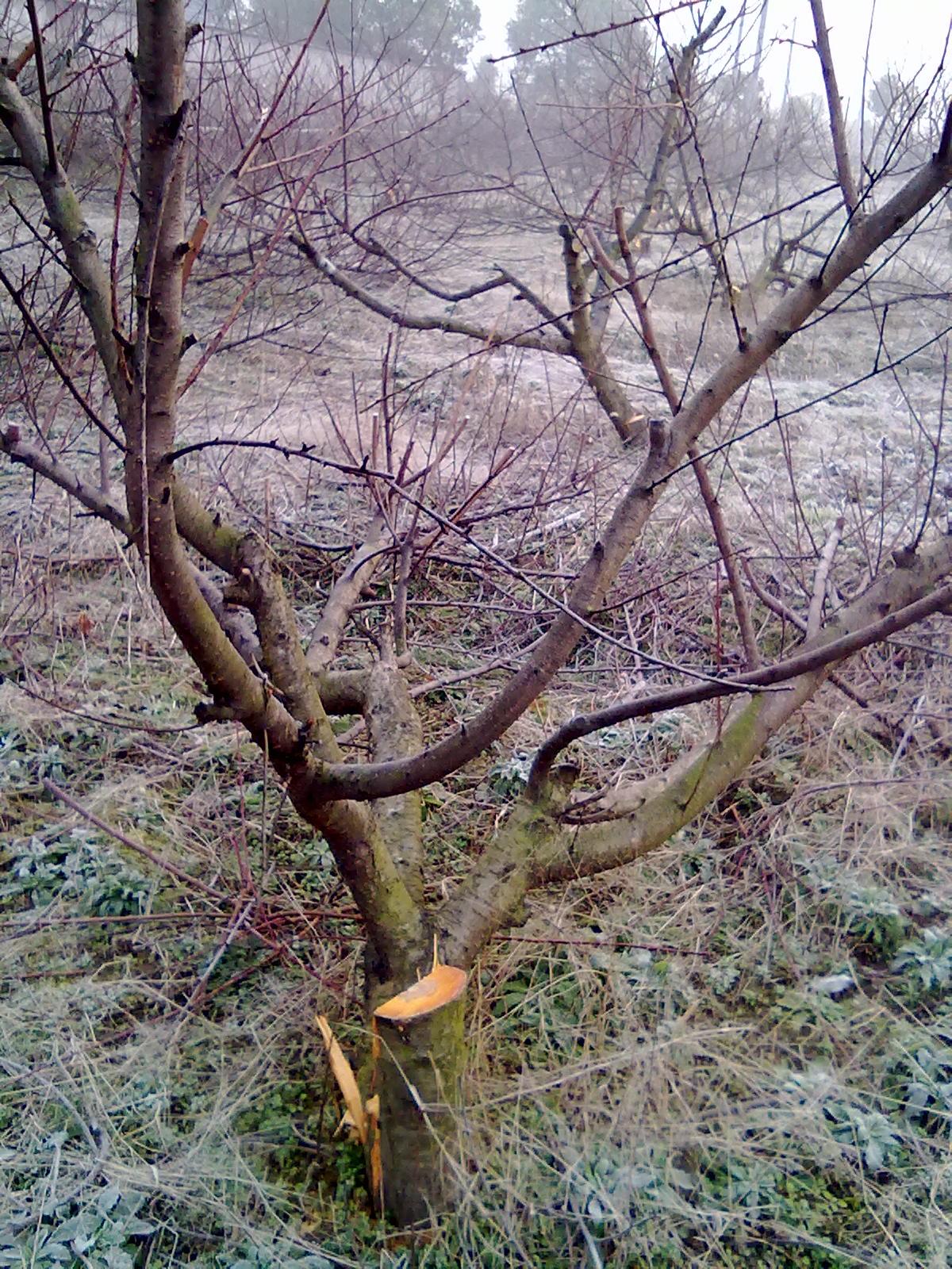 被砍了47棵成年桃树,应该找谁来维护老百姓的经济利益