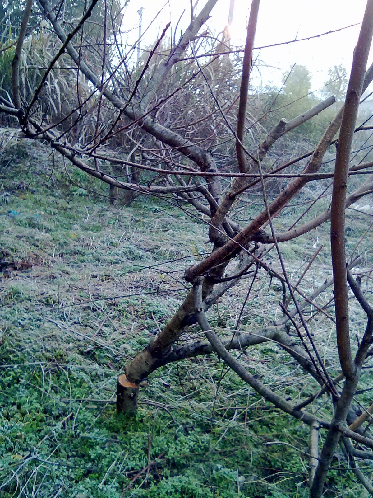 被砍了47棵成年桃树,应该找谁来维护老百姓的经济利益