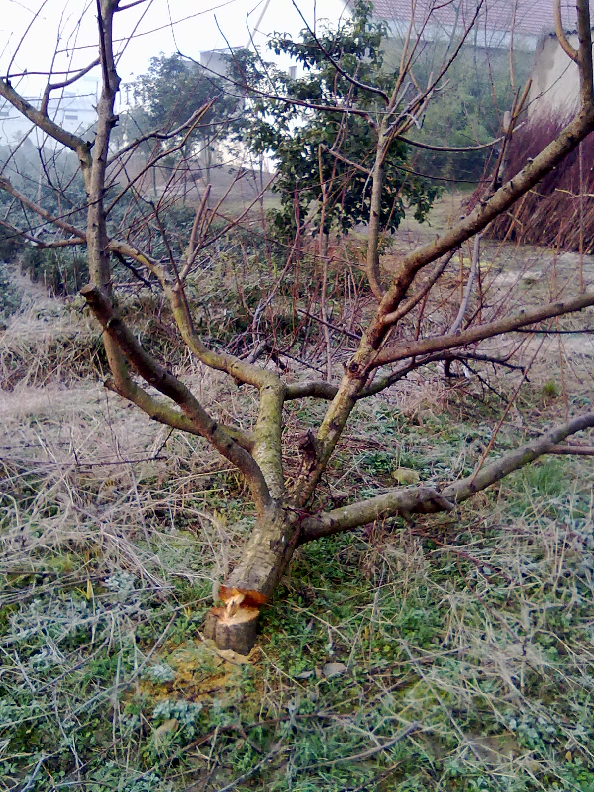 被砍了47棵成年桃树,应该找谁来维护老百姓的经济利益