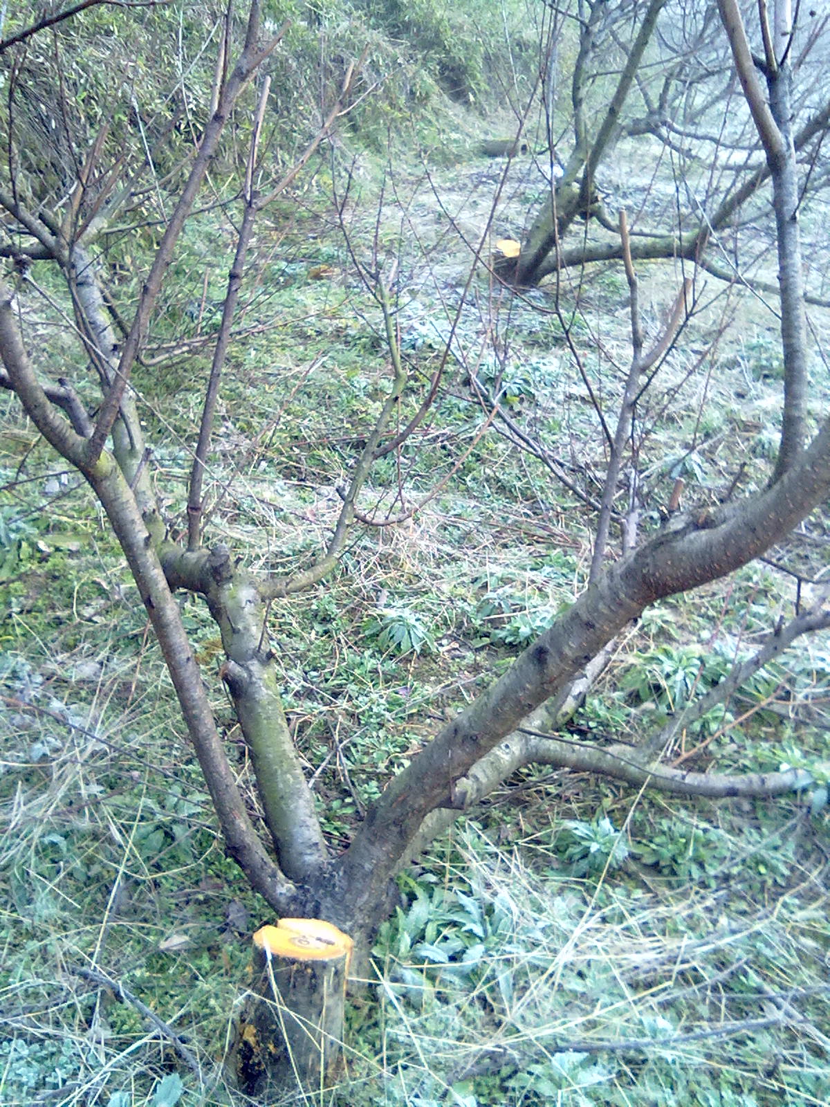 被砍了47棵成年桃树,应该找谁来维护老百姓的经济利益