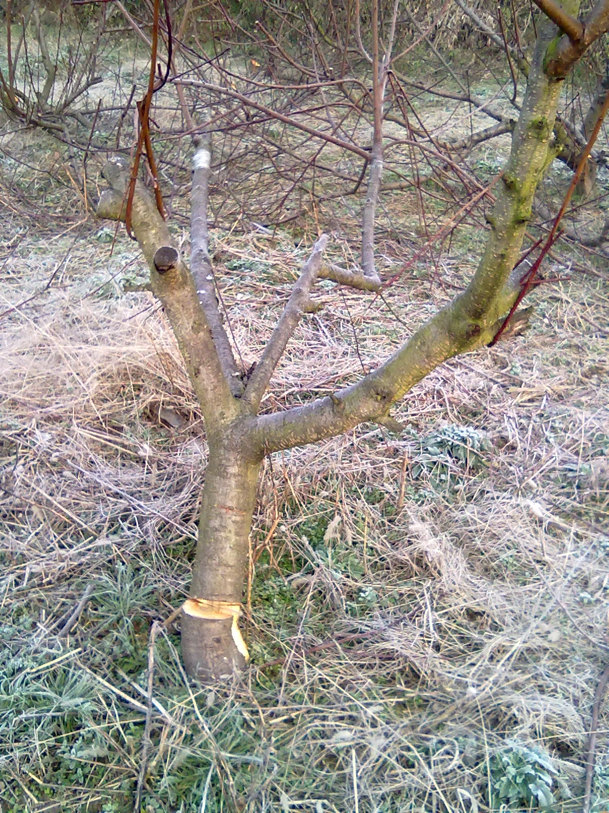 被砍了47棵成年桃树,应该找谁来维护老百姓的经济利益