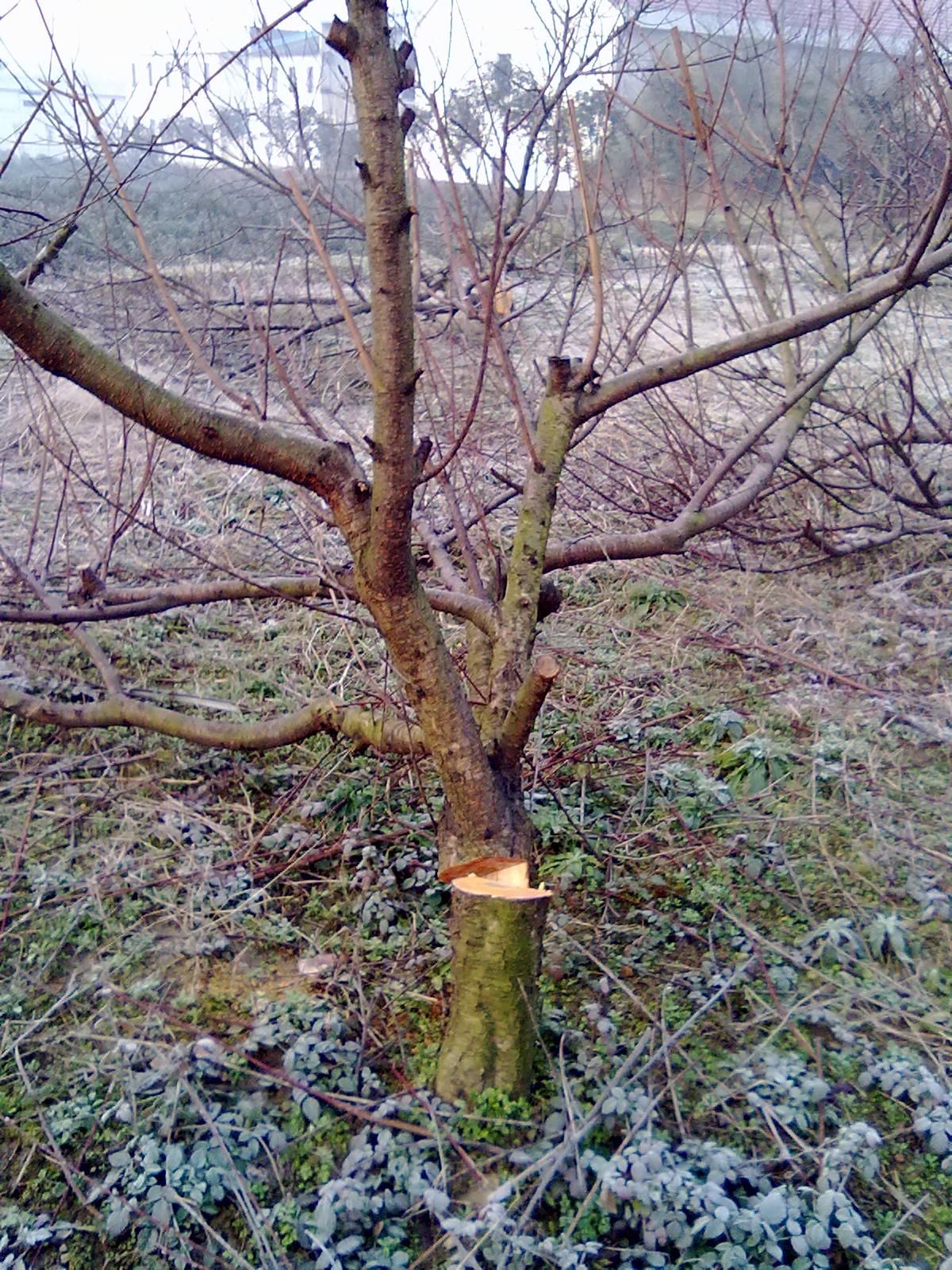 被砍了47棵成年桃树,应该找谁来维护老百姓的经济利益