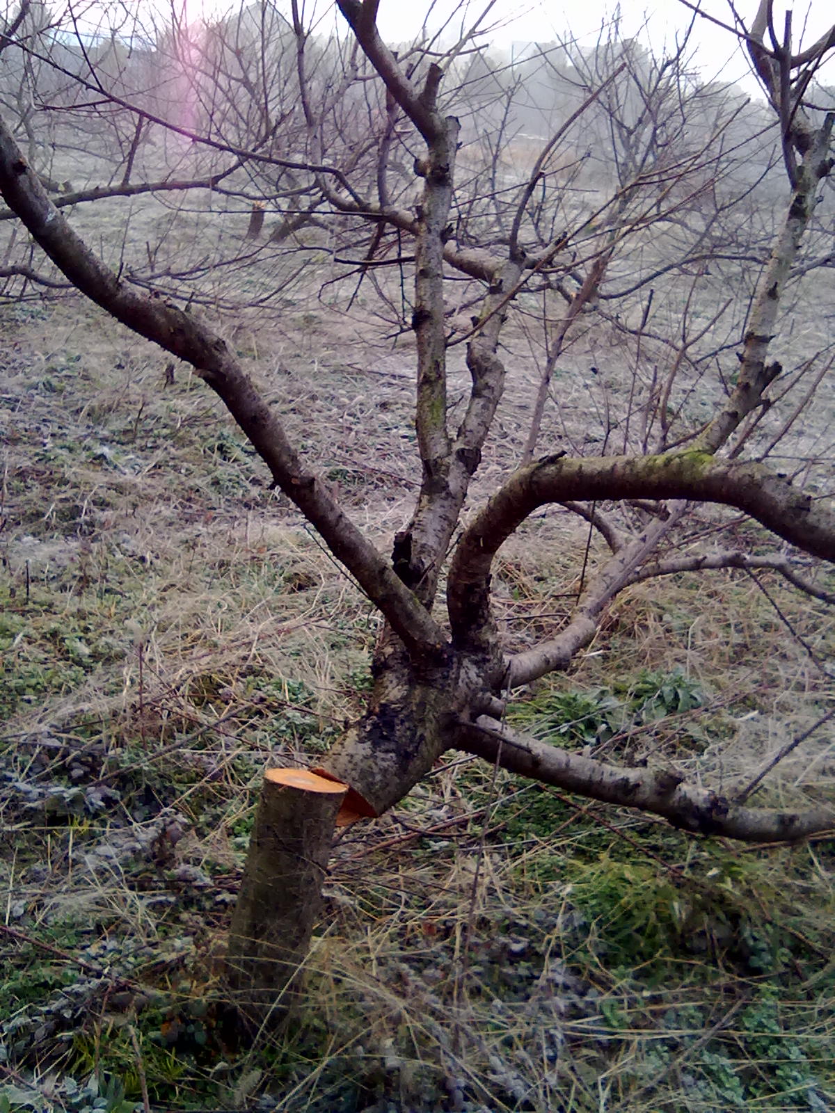 被砍了47棵成年桃树,应该找谁来维护老百姓的经济利益