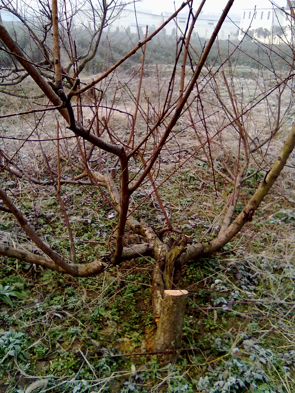 被砍了47棵成年桃树,应该找谁来维护老百姓的经济利益