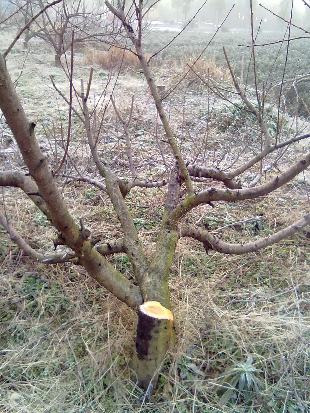 被砍了47棵成年桃树,应该找谁来维护老百姓的经济利益