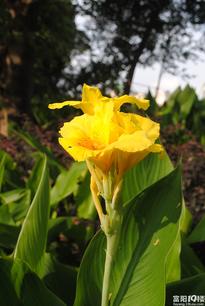 初阳下的蕉藕花