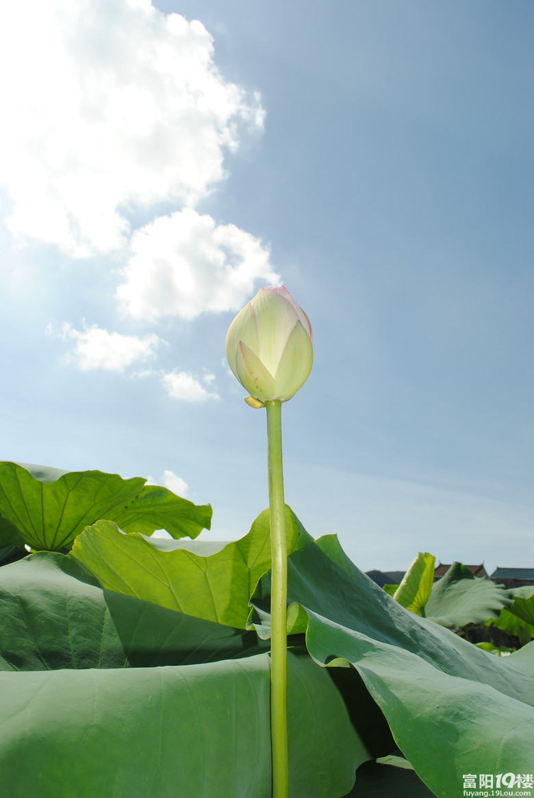 最实在的荷花莲藕花