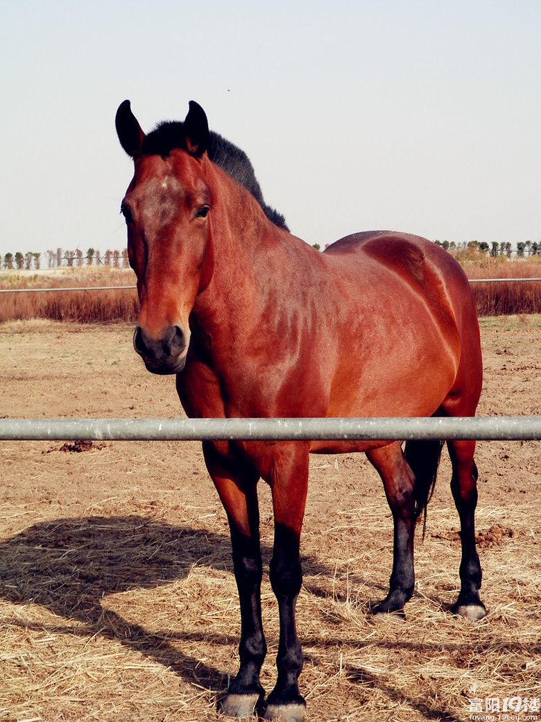 赛马养殖场里的骏马请上眼
