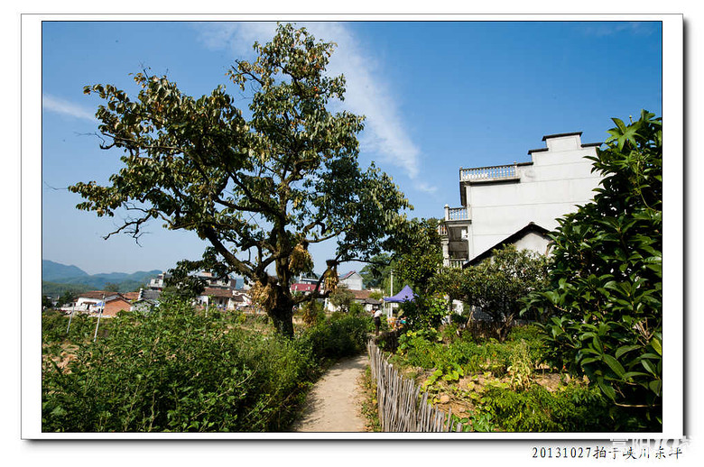 东坪村4