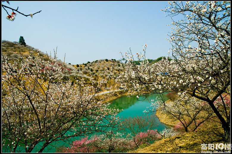 安吉杭垓桐杭梅园