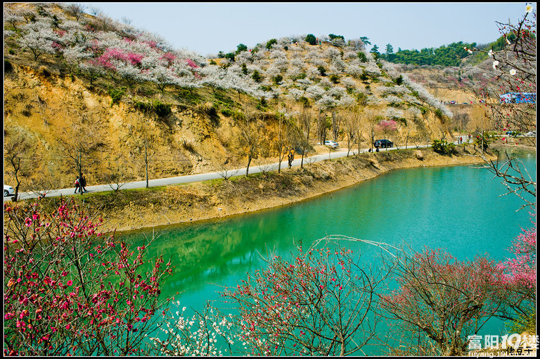 安吉杭垓桐杭梅园