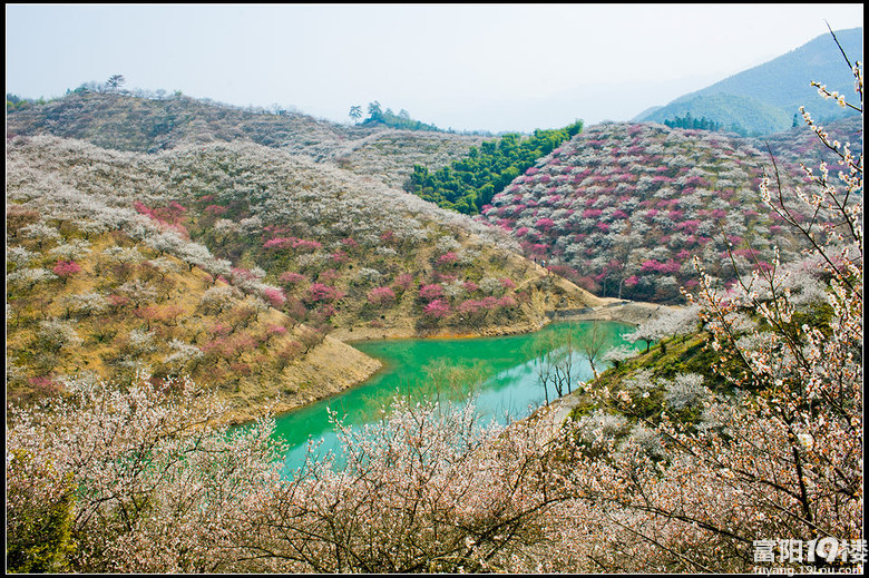 安吉杭垓桐杭梅园