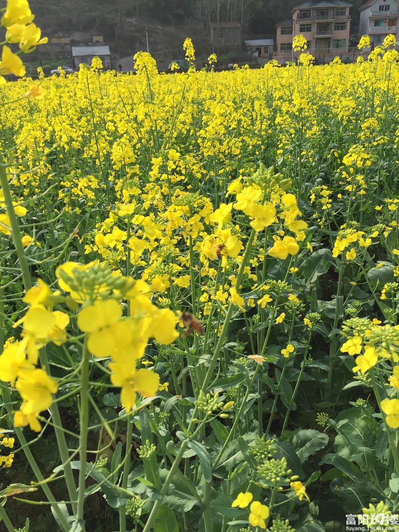 洞桥镇杭州的婺源万亩油菜花问你周末约吗