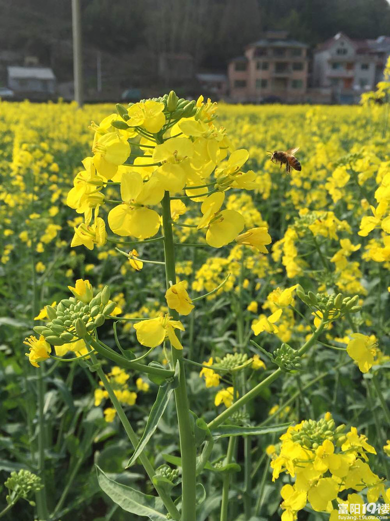 洞桥镇杭州的婺源万亩油菜花问你周末约吗