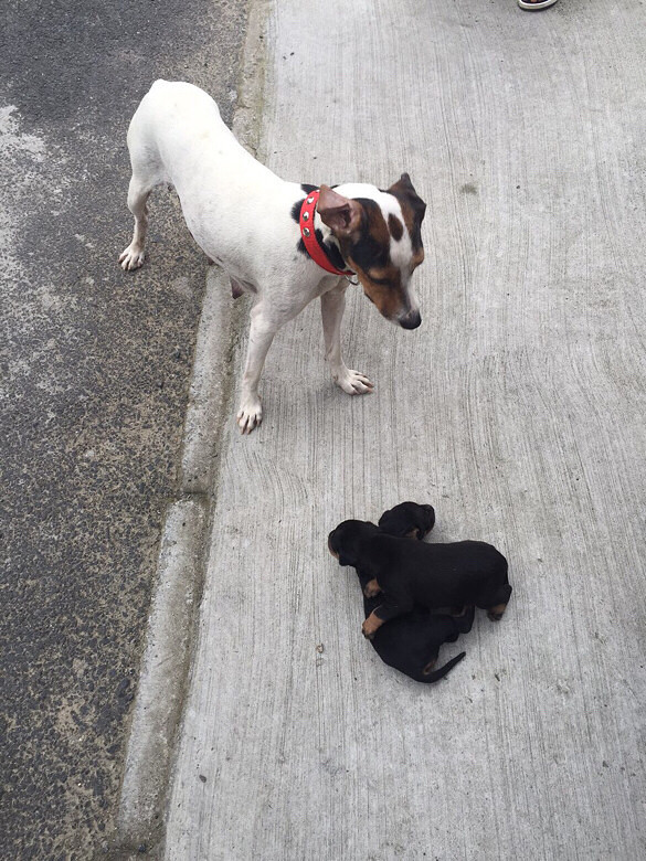 出售太仓猎犬…电话13805759633