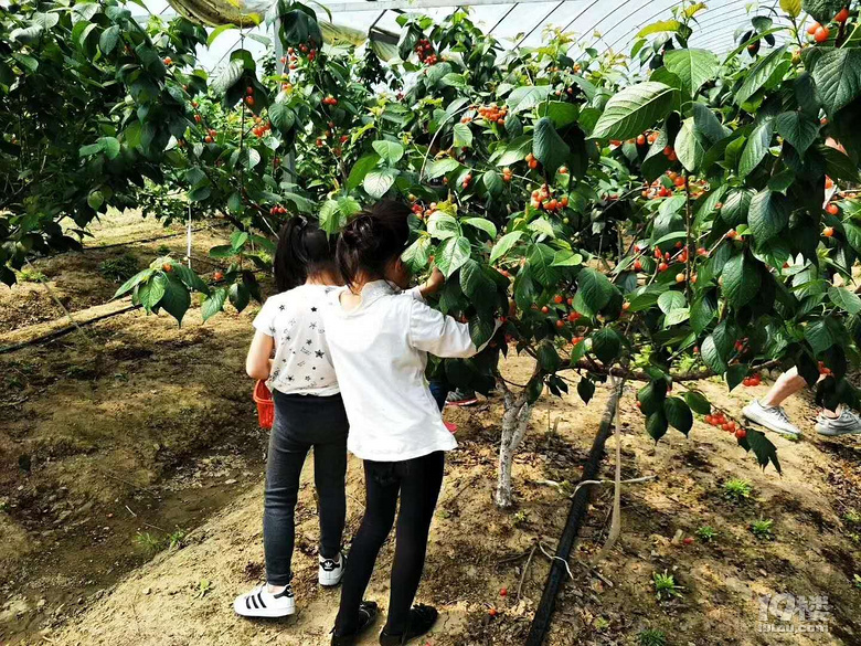 富阳哪里有摘樱桃的地儿
