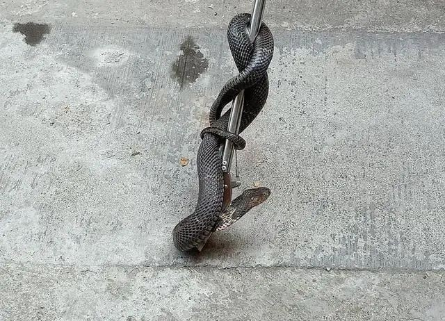 我家鸡窝旁边有一条大蛇有图慎入