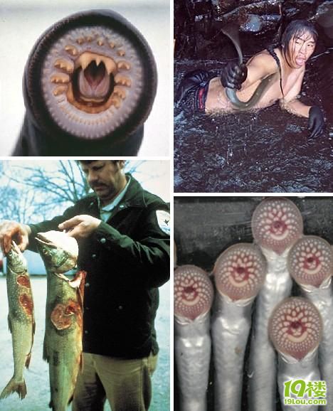 动物世界十大吸血鬼