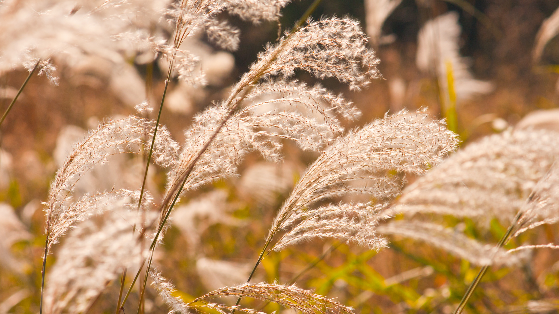 初冬印象一:芦花