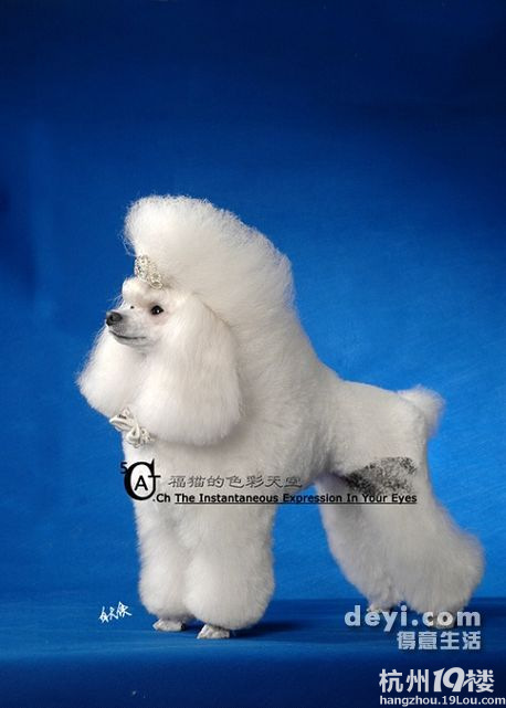 贵宾犬标准之肩高问题(FCI与AKC的区别)--玩具型贵宾狗狗的历史