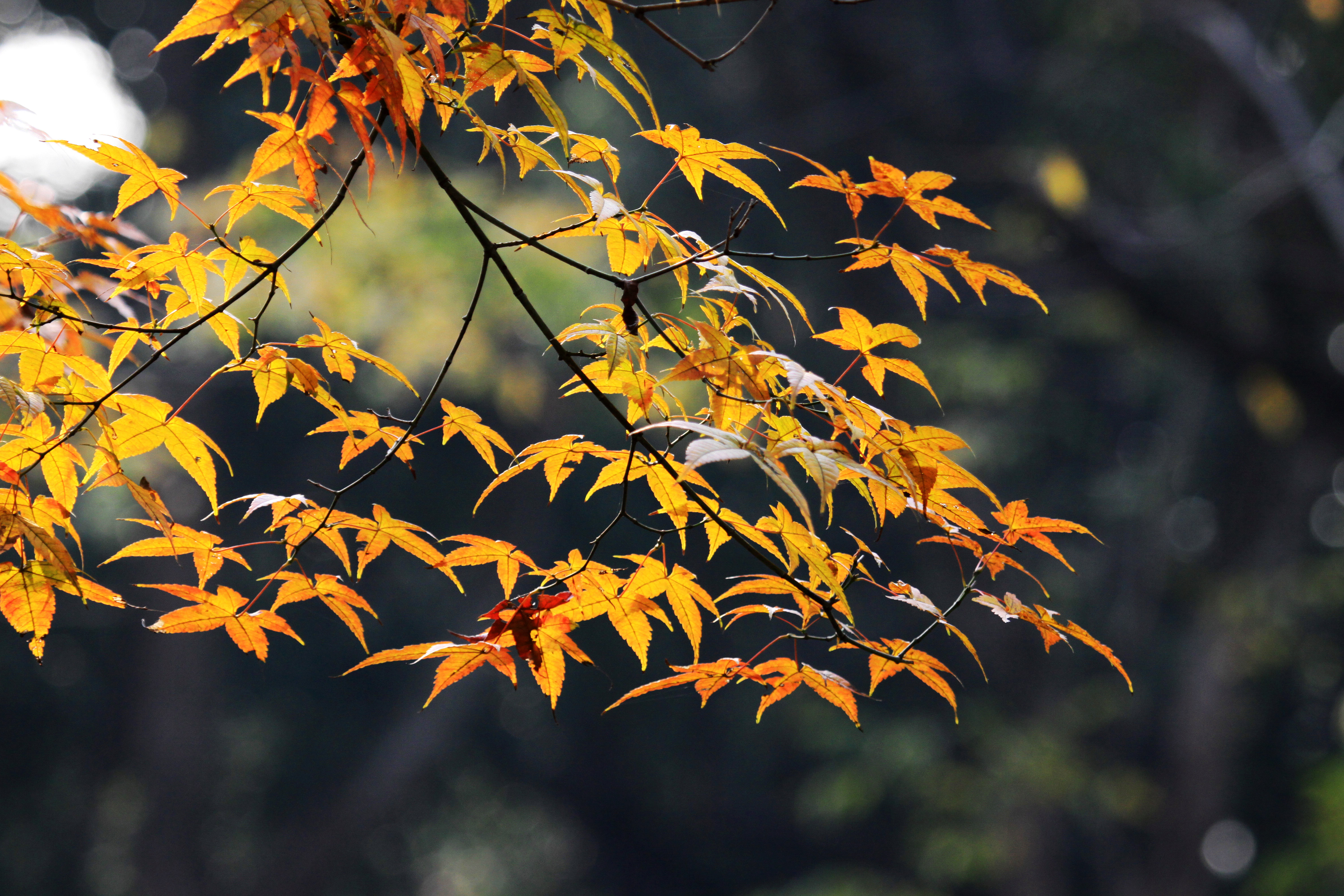 西湖的初冬-风景照-19摄区-杭州19楼
