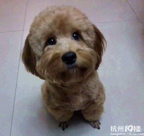 无良黑店汪必莱 狗狗美容竟剪耳 主人论理遭辱