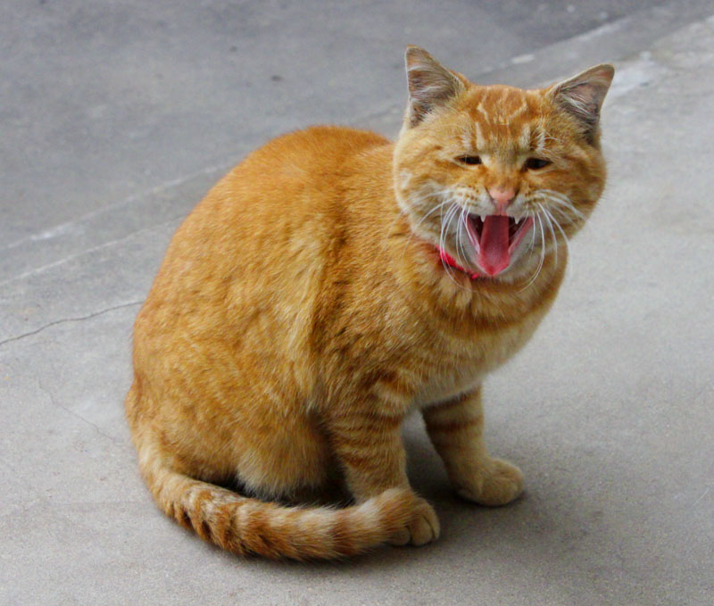 我的阿咪大哈气好恐怖.