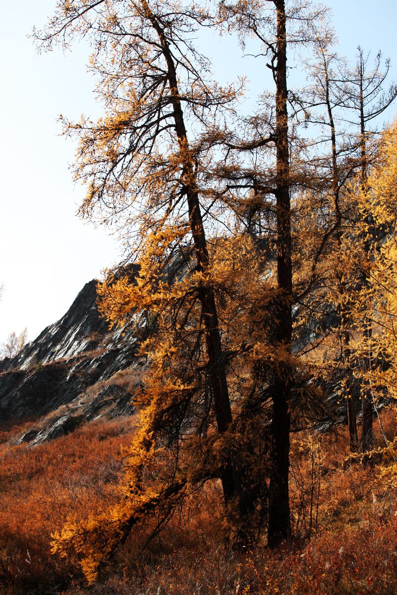 喀纳斯景区的那些树.
