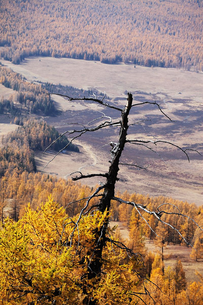 喀纳斯景区的那些树.