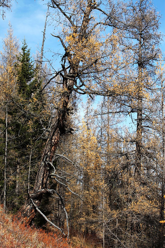 喀纳斯景区的那些树.
