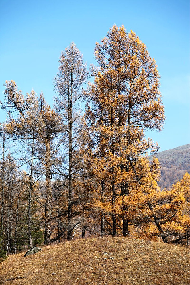 喀纳斯景区的那些树.